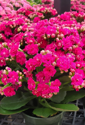 Kalanchoe spp. Pink