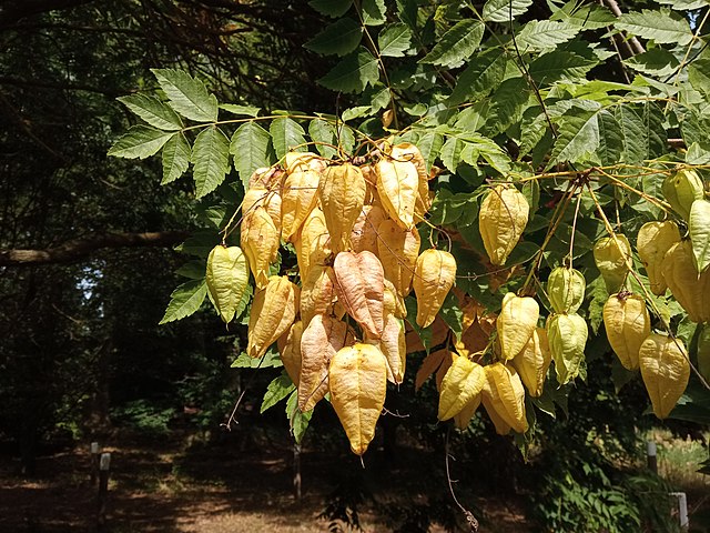Koelreuteria paniculata
