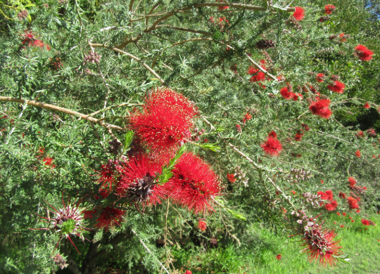 Kunzea baxteri Compact
