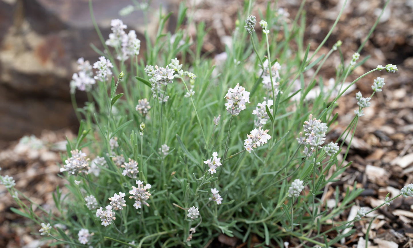 LAVINNOVA® Lavender ‘English Summer Morning’