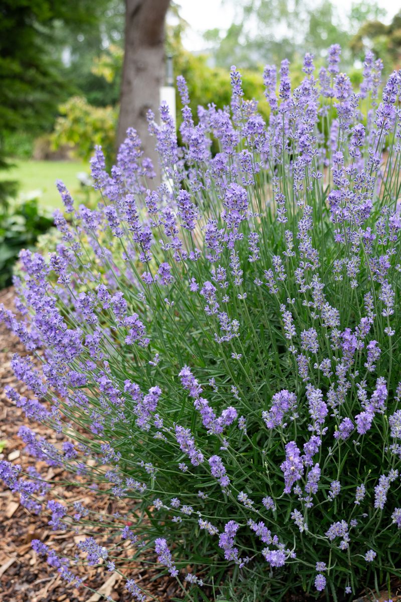 LAVINNOVA® Lavender ‘English Summer Sky’
