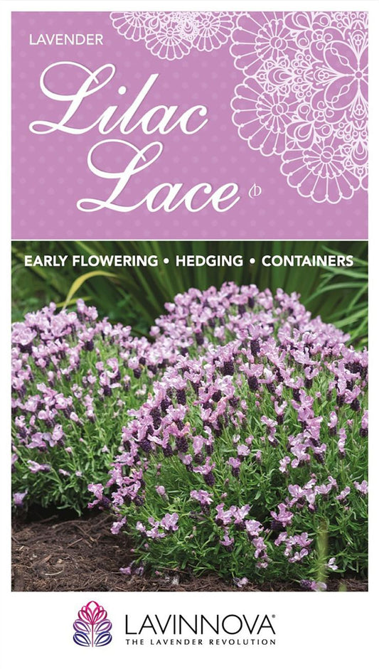 Lavender LAVINNOVA® ‘Lilac Lace’