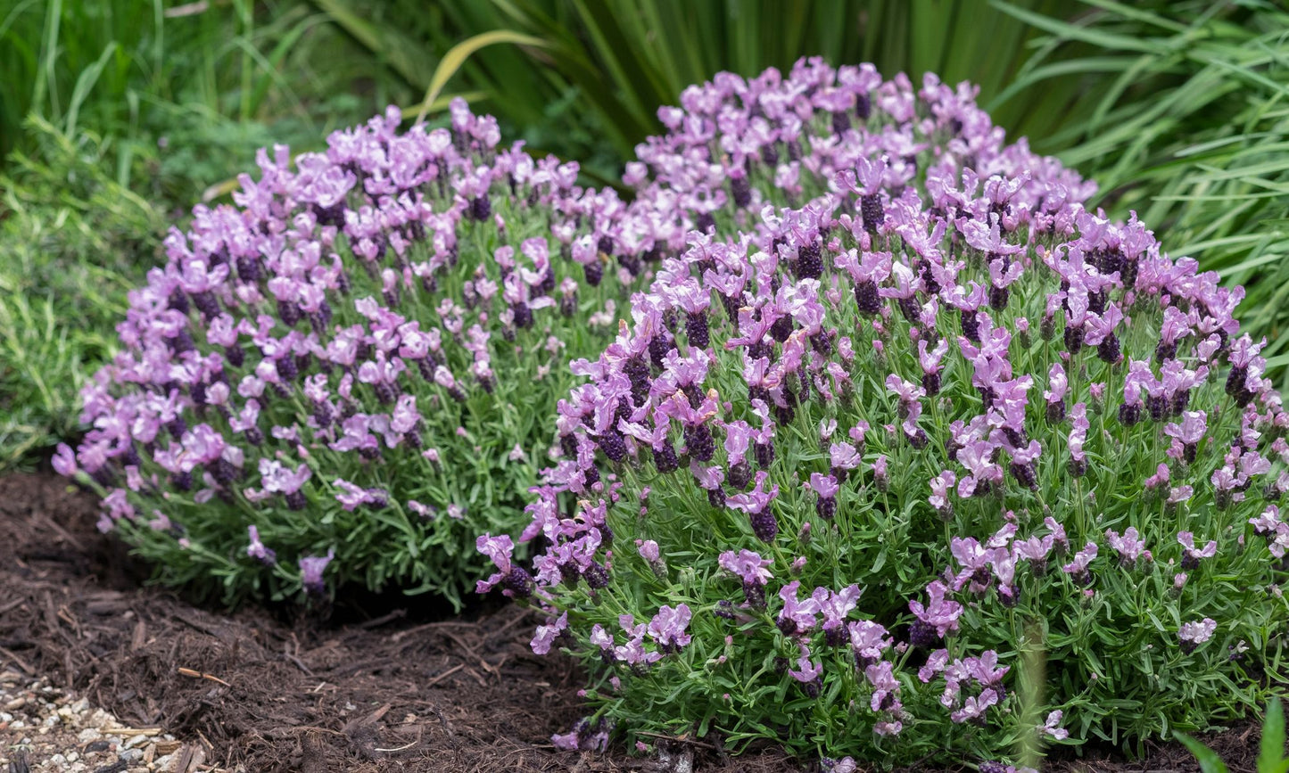 Lavender LAVINNOVA® ‘Lilac Lace’