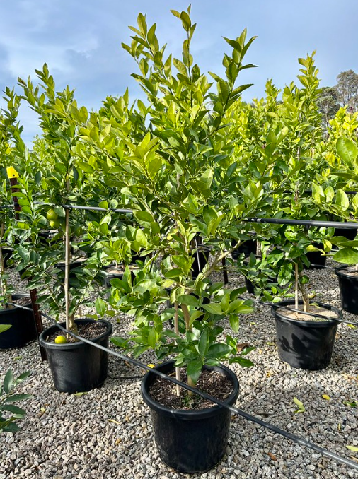 Citrus - Lime Tahitian