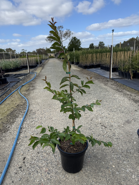 Lagerstroemia indica x fauriei 'Biloxi'