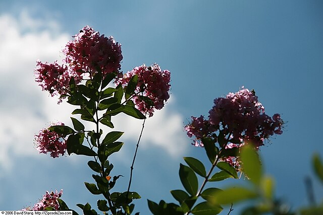 Lagerstroemia Lipan