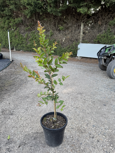 Lagerstroemia indica x fauriei 'Natchez'