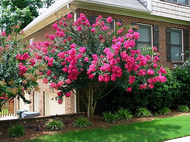 Lagerstroemia Tonto