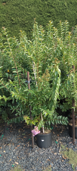 Lagerstroemia 'Muskogee'