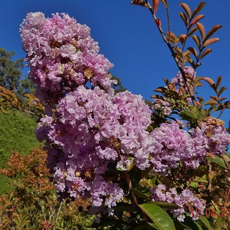 Lagerstroemia 'Yuma'