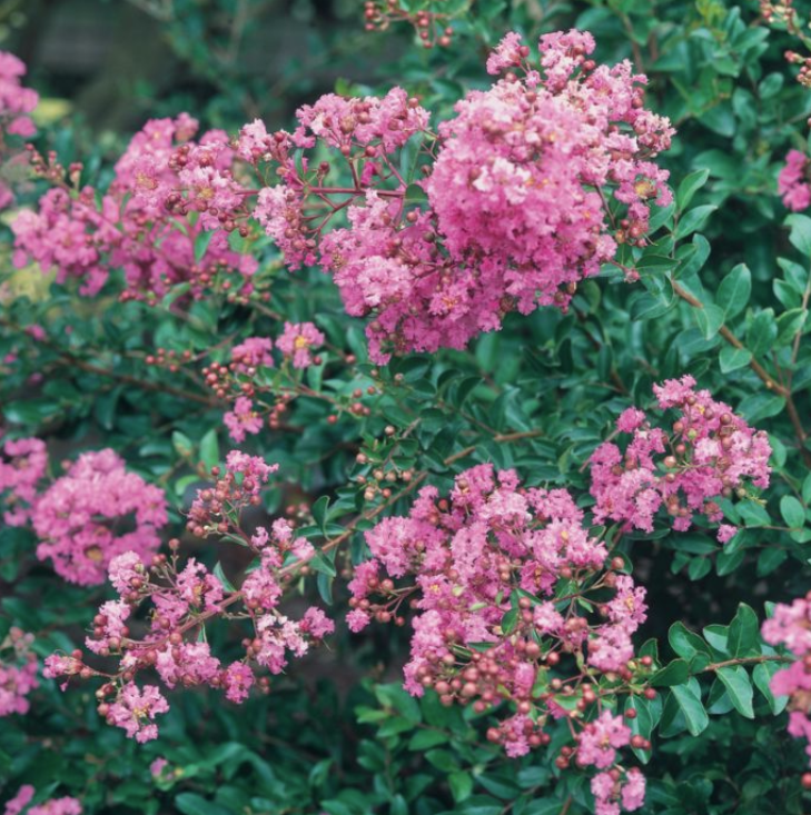 Lagerstroemia indica Dwarf Pink
