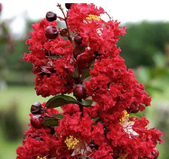 Lagerstroemia indica Rubra nana