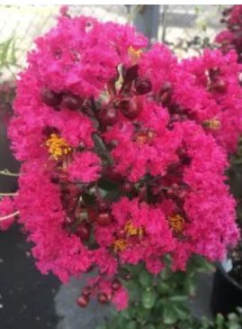 Lagerstroemia indica Pink
