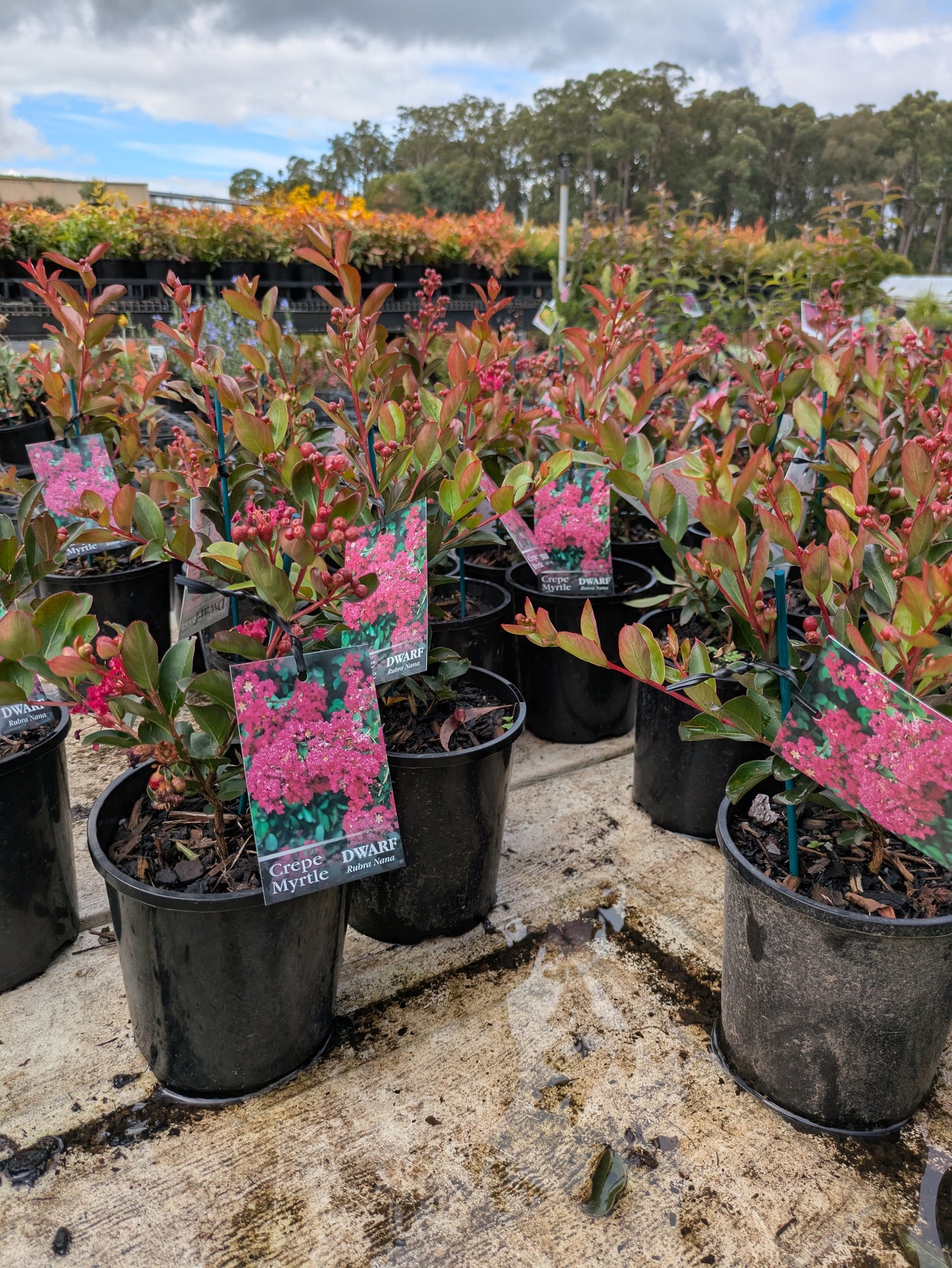 Lagerstroemia indica Rubra nana