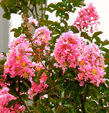 Lagerstroemia indica x fauriei 'Biloxi'
