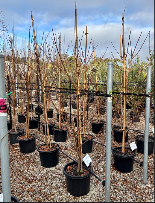 Lagerstroemia indica x fauriei 'Natchez'
