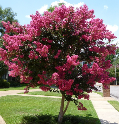 Lagerstroemia indica x fauriei 'Tuscarora'