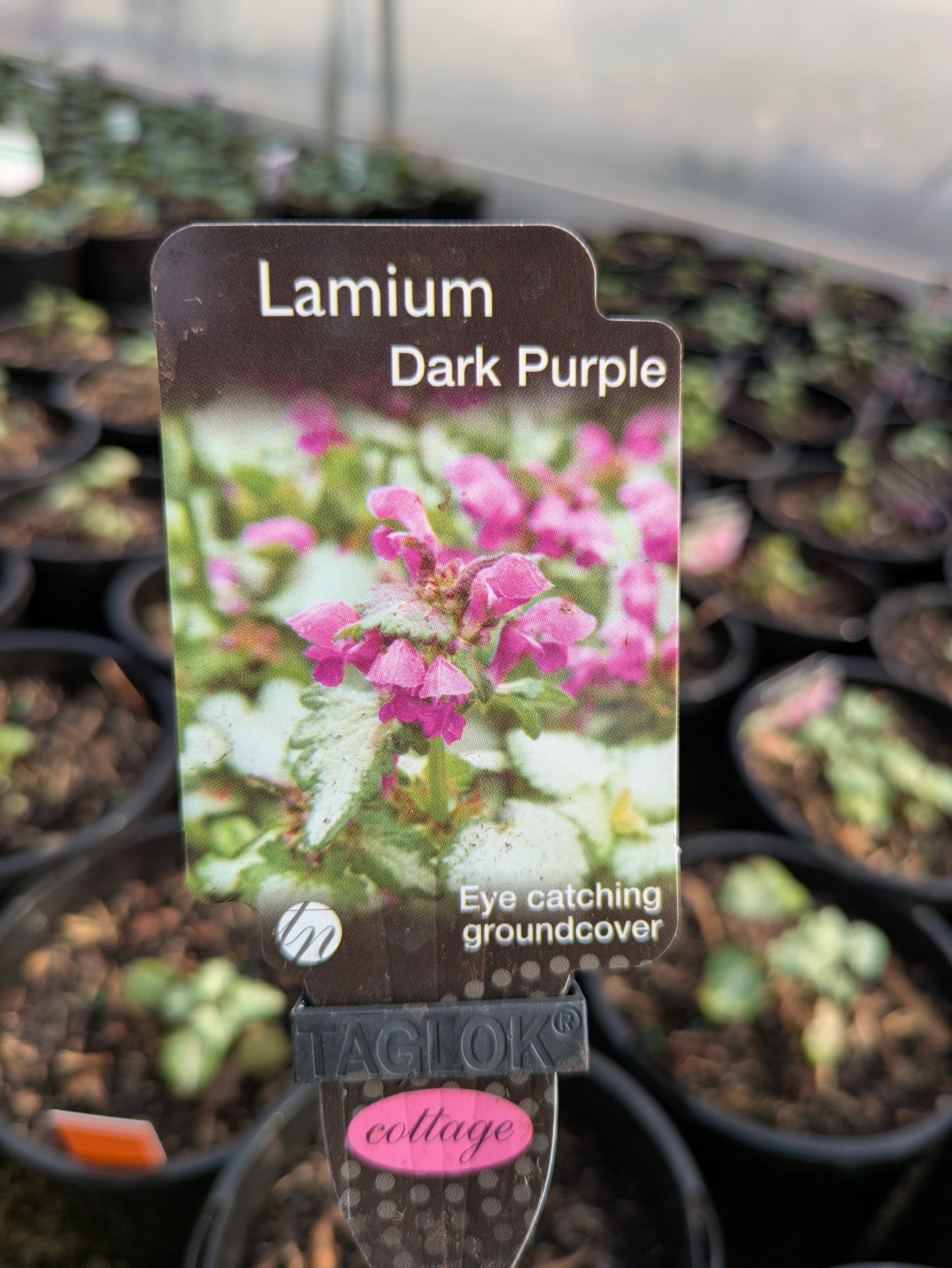 Lamium Dark Purple