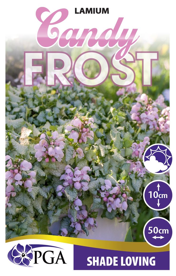Lamium ‘Candy Frost’