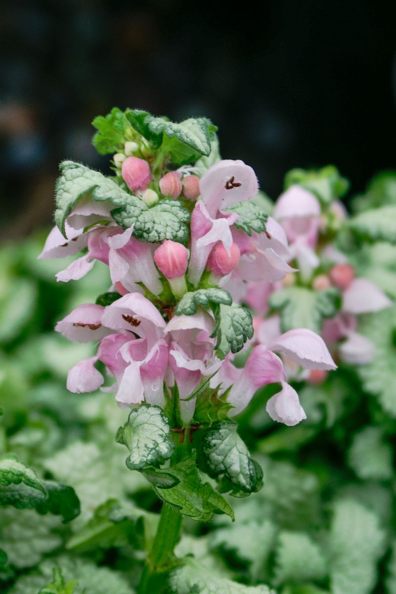 Lamium ‘Candy Frost’