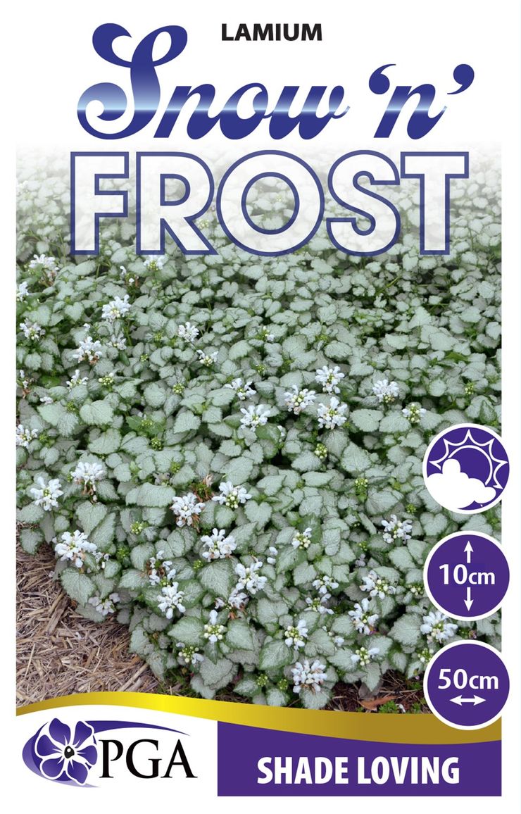 Lamium ‘Snow n Frost'