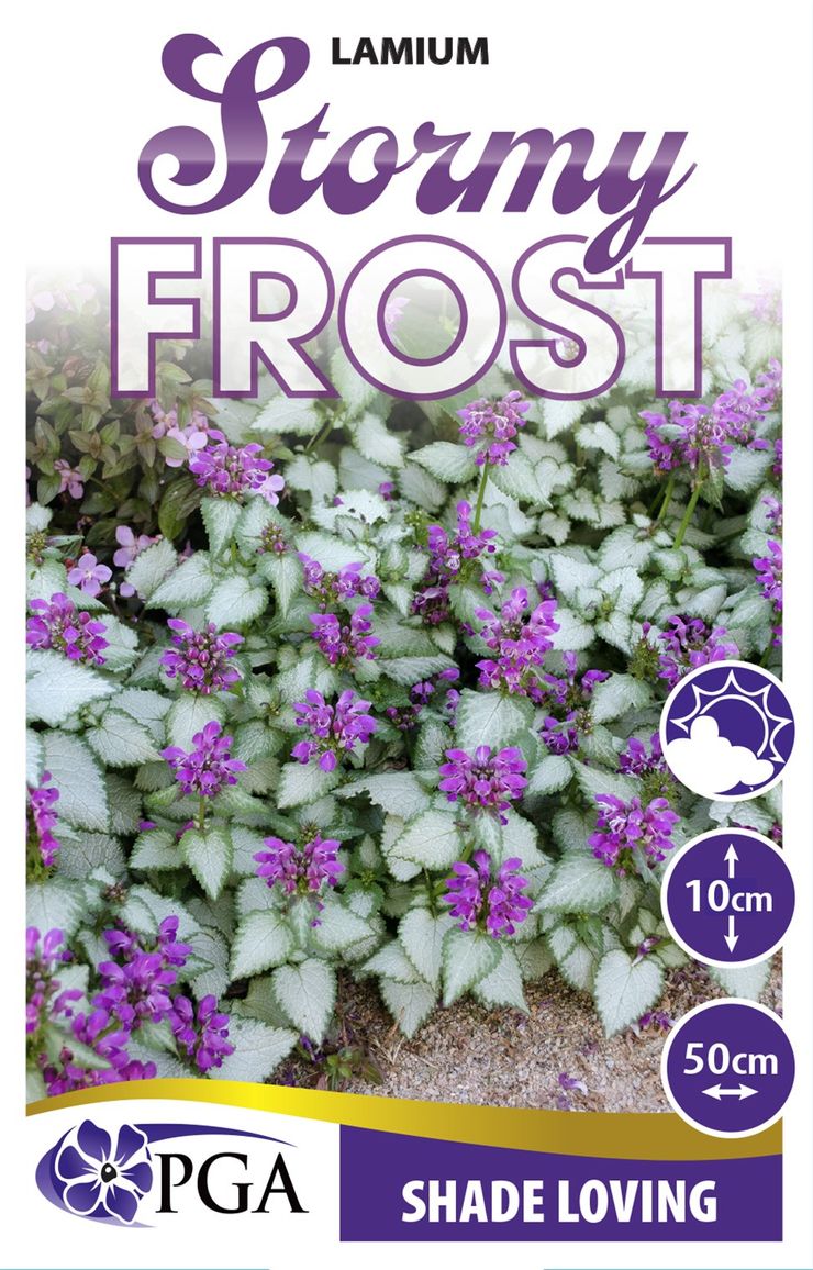 Lamium ‘Stormy Frost'