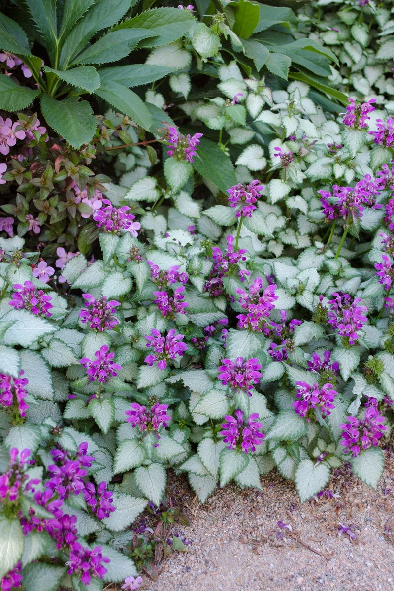 Lamium ‘Stormy Frost'