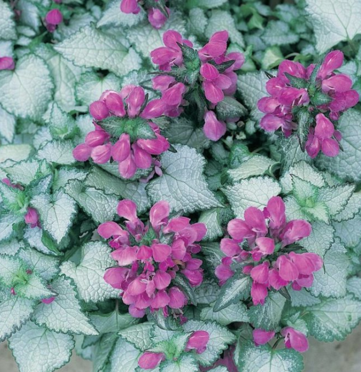 Lamium maculatum Beacon Silver