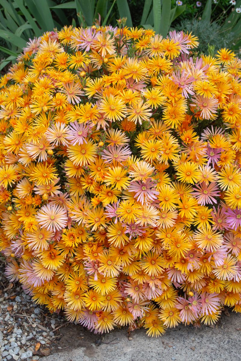 Lampranthus EXPLOSION® ‘Amber’