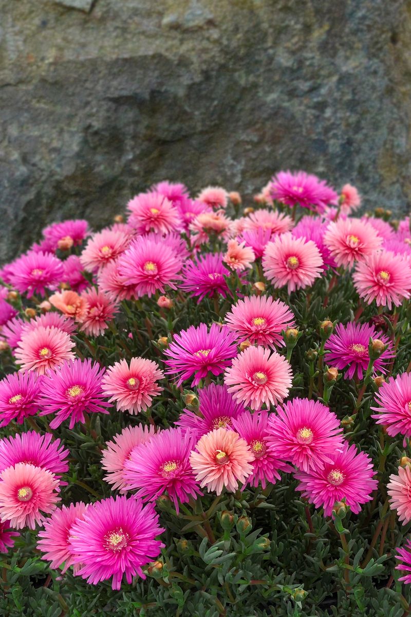 Lampranthus EXPLOSION® ‘Cocktail’