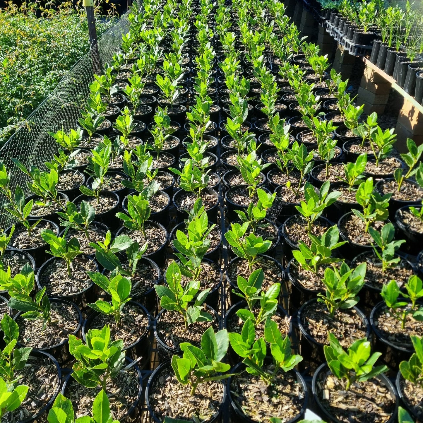Laurus nobilis 'Baby Bay' pbr
