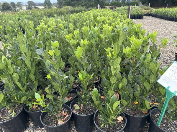 Laurus nobilis 'Baby Bay' pbr