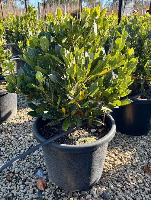 Laurus nobilis 'Baby Bay' pbr