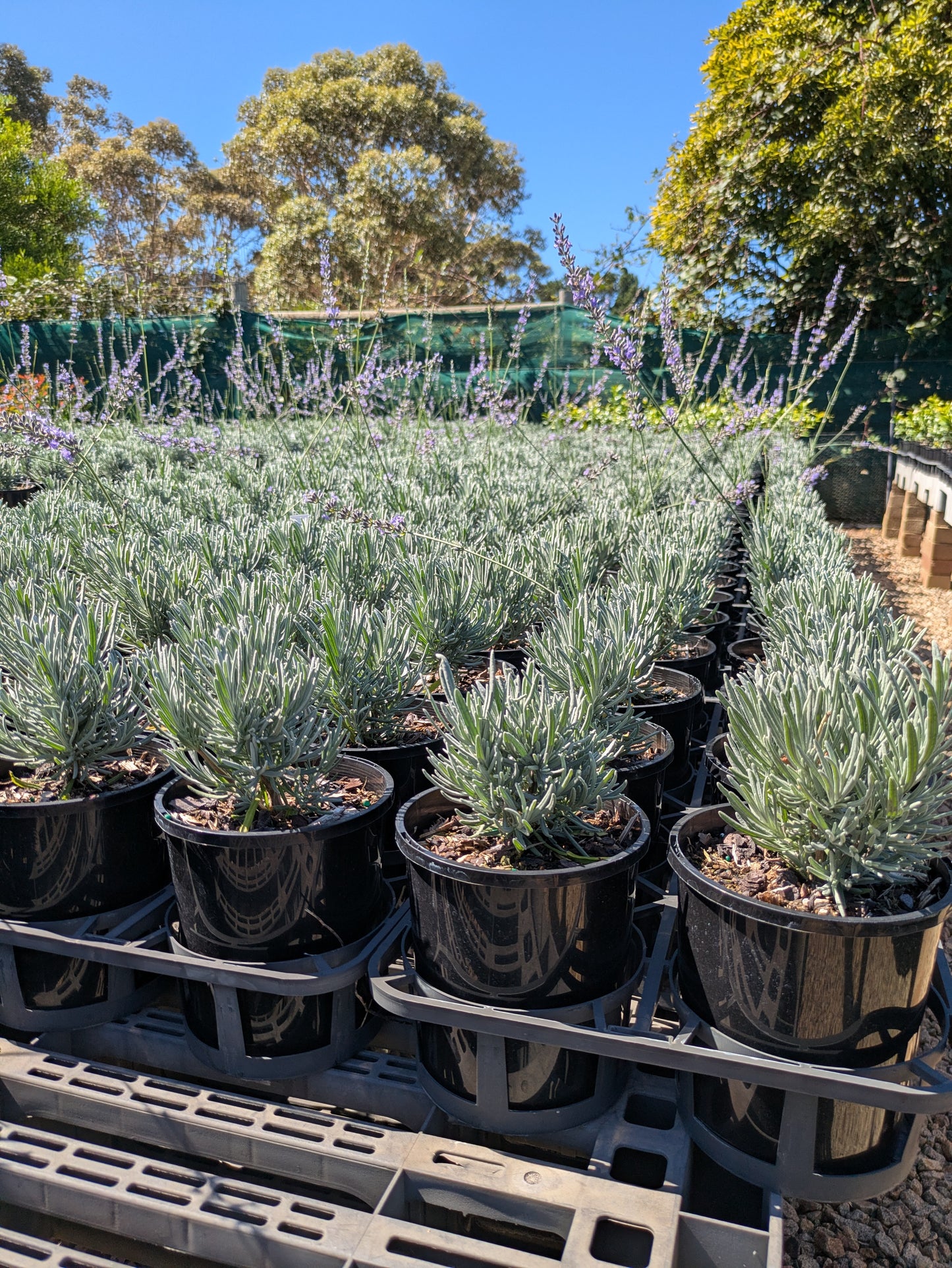 Lavandula angustifolia
