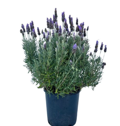Lavandula LaDiva Papillon Imperial