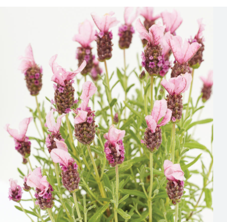 viva lavender plant Lavandula Viva Pink – The Plant Broker