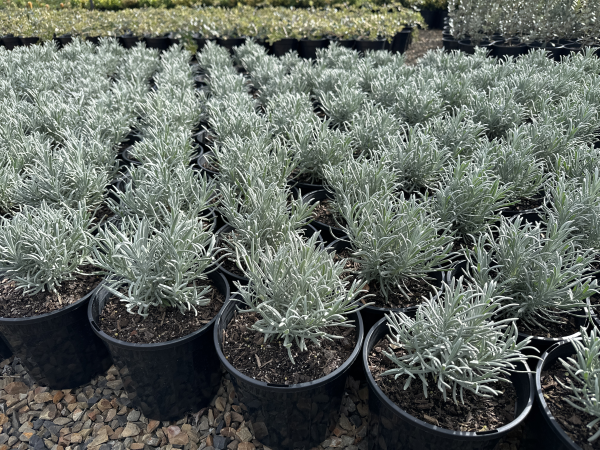 Lavandula angustifolia