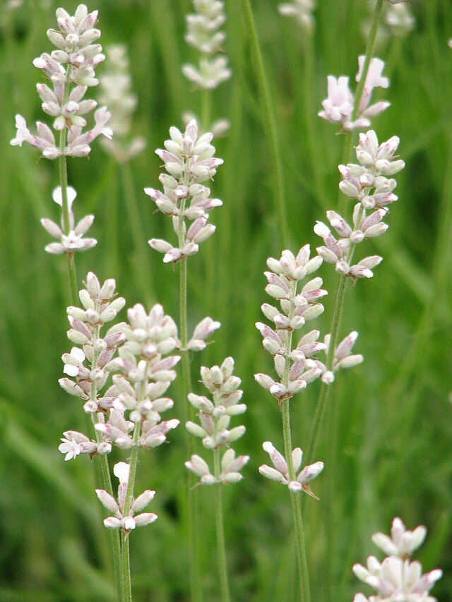 lavender rosea plants Lavandula angustifolia Rosea – The Plant Broker