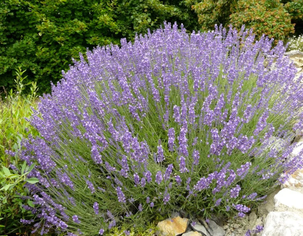 Lavandula angustifolia