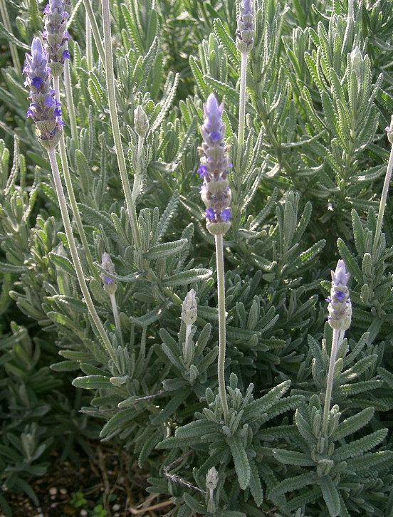 Lavandula dentata