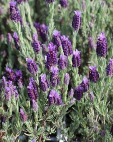 Lavandula stoechas 'Winter Purple'