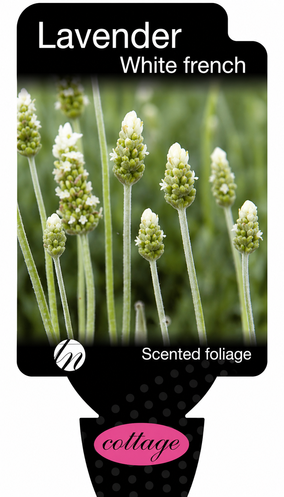 Lavender - Alba Lavandula dentata
