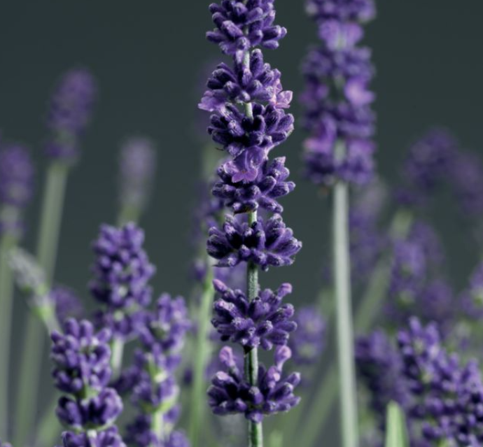 Lavender - Aromatico Blue Lavandula angustifolia