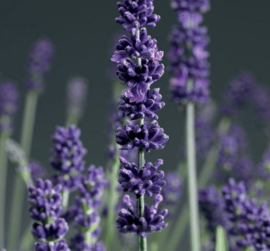 Lavender - Aromatico Blue Lavandula angustifolia
