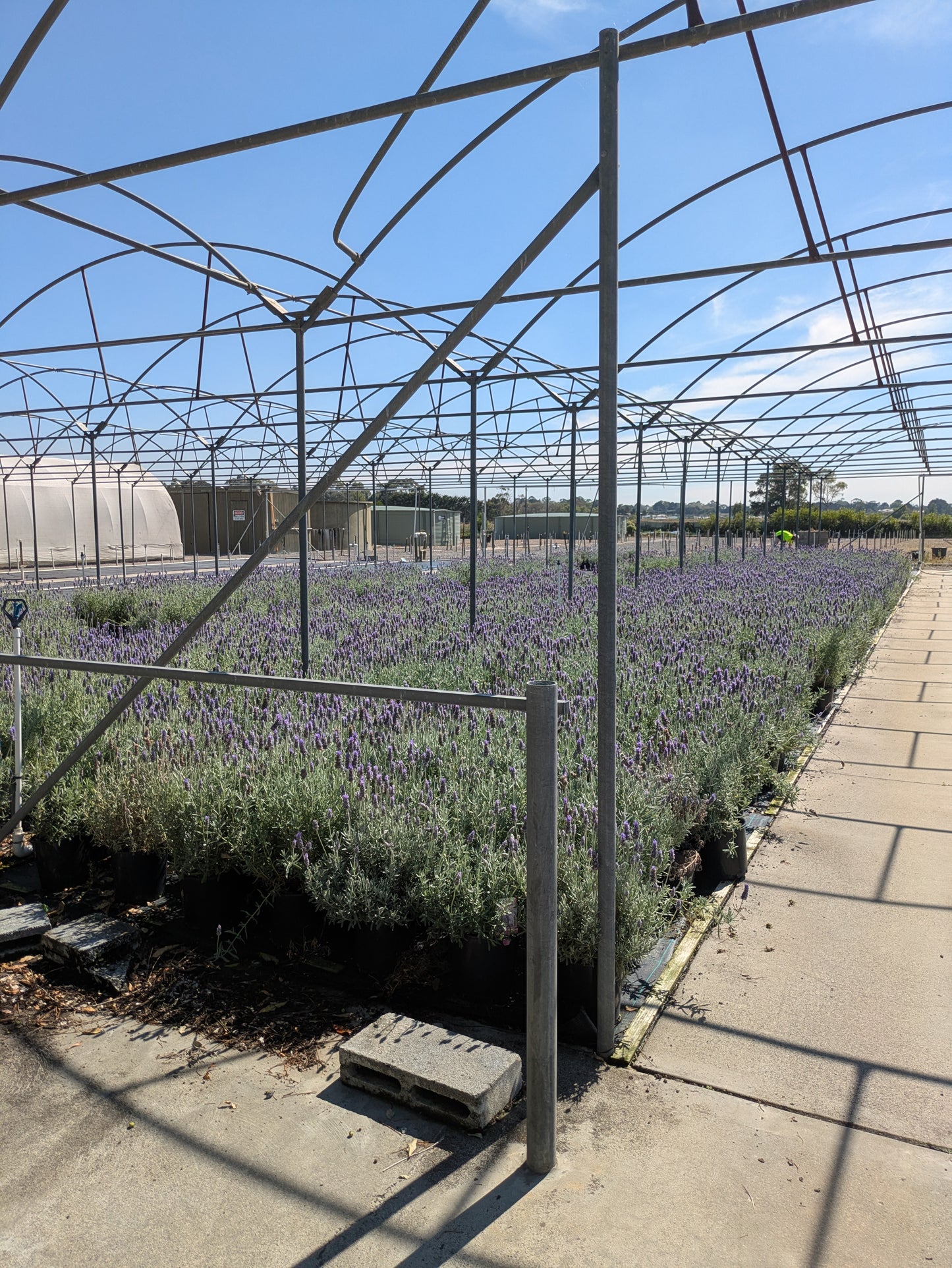 Lavender - French Revolution Lavandula dentata