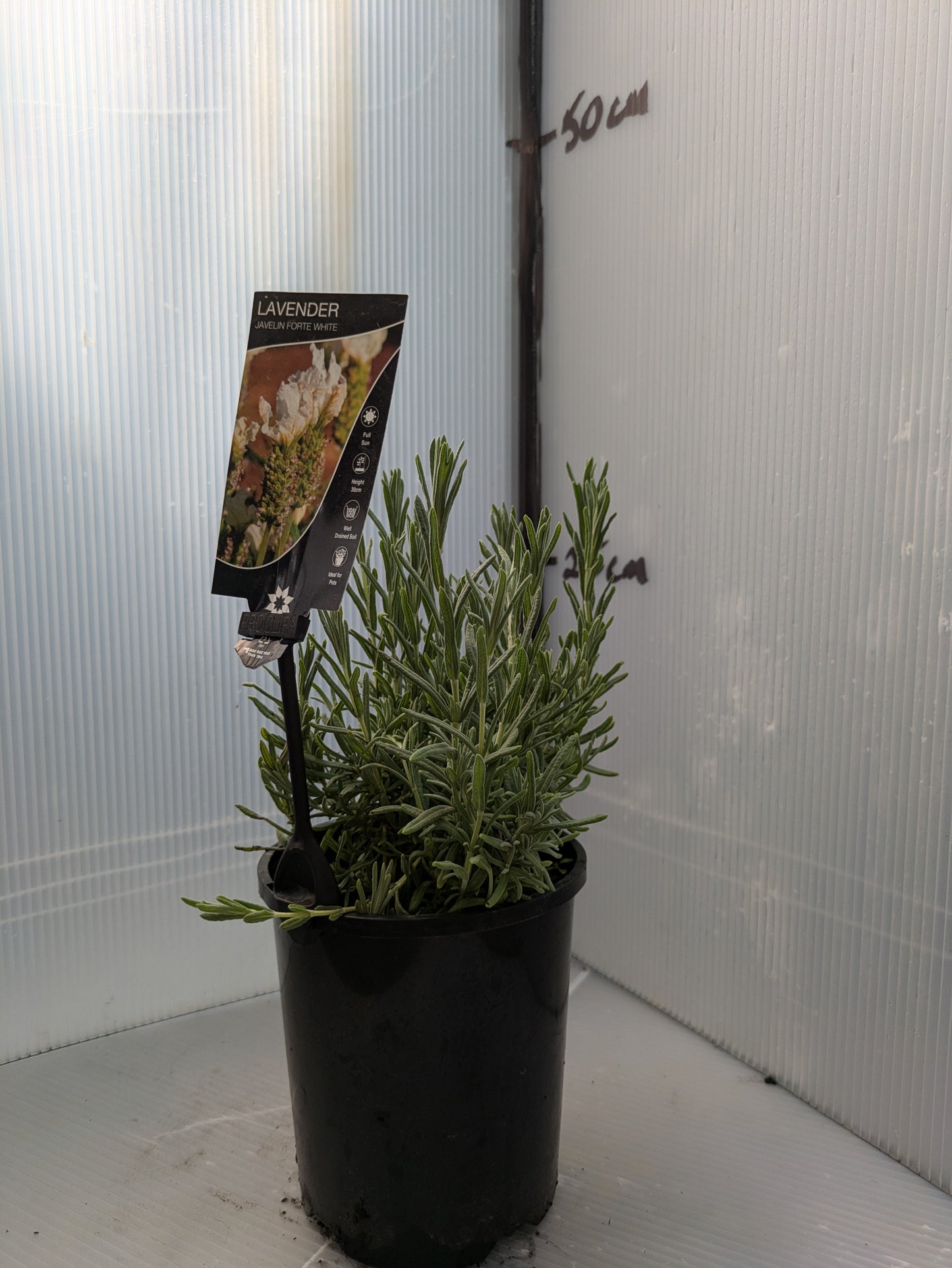 Lavender - Javelin Forte White