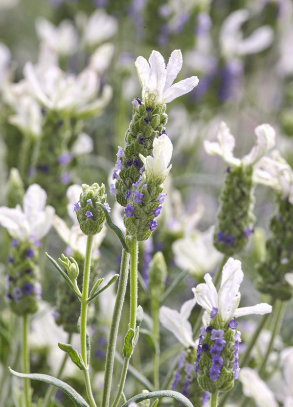 Lavender - Javelin Forte White