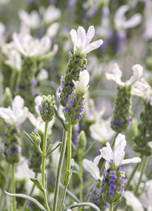 Lavender - Javelin Forte White