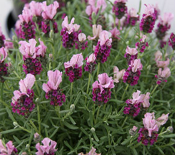 Lavender - Little Posie Pink