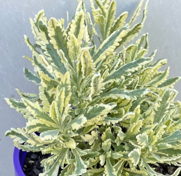 Lavender - Meerlo
